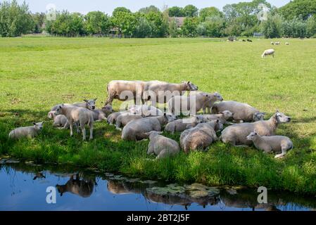 Schafe versammeln sich in Groene Hart, Holland Stockfoto