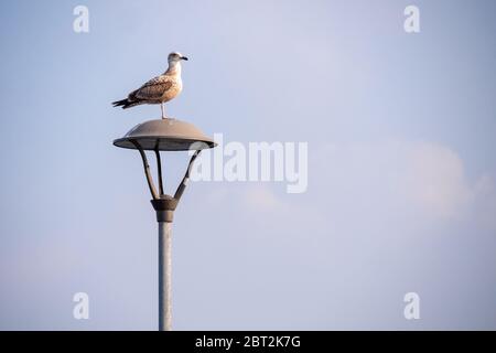 Eine Möwe, die auf einer Straßenlampe vor einem blauen Himmel sitzt Stockfoto