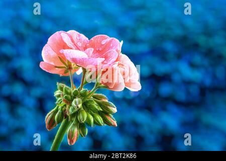 Geranium rosa - Pelargonien - mit Regentropfen- Nahaufnahme - blauer Hintergrund Stockfoto