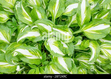 Grün und weiß üppige Blatt Textur Hintergrund. Hosta Pflanze natürliche Blätter Muster mit Tau Tropfen.Blätter nach Regen.Regentropfen. Geheimnisvoller Hintergrund Stockfoto