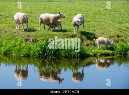 Schafe versammeln sich in Groene Hart, Holland Stockfoto