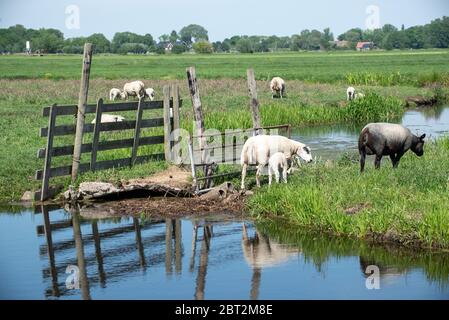 Schafe versammeln sich in Groene Hart, Holland Stockfoto