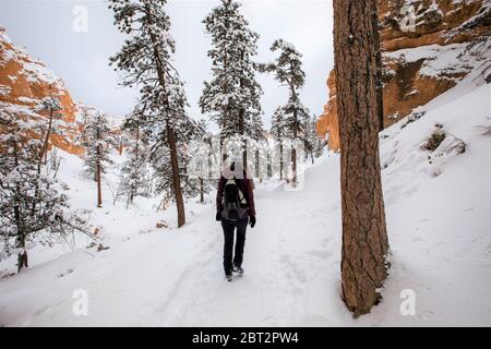 Frau beim Wandern im Bryce Canyon Nationalpark im Winter, Utah, USA Stockfoto