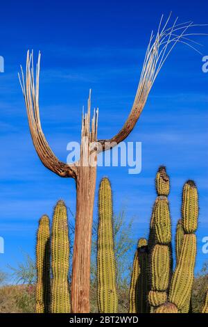 Saguaro Kaktus, lebende Exemplare mit abgestorbenen saguaro im Hintergrund. Außerhalb Von Tucson, Arizona. Carnegiea gigantea Stockfoto