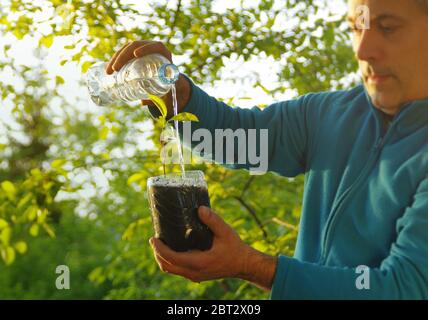 Ökologie und Wasserkonzept. Bio-Anbau und Bewässerung aus Kunststoff-Flasche. Pflanzen einer jungen Pflanze in einem recycelten Behälter. Pflege für die na Stockfoto