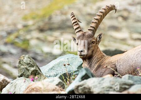 Wilde Steinböcke in den italienischen Alpen. Nationalpark Gran Paradiso, Italien Stockfoto