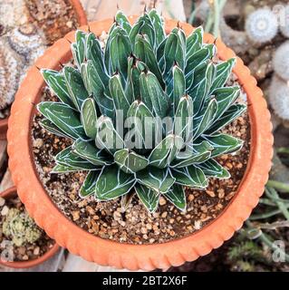 Agave victoriae-reginae (Queen Victoria Agave, royal Agave) ist eine kleine Art von saftig blühende mehrjährige Pflanze, bekannt für seine weißen Streifen. Stockfoto