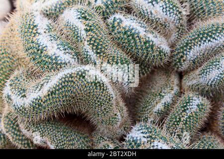 Kaktus mit zwei Stachelzacken (mammillaria geminispina). Stockfoto