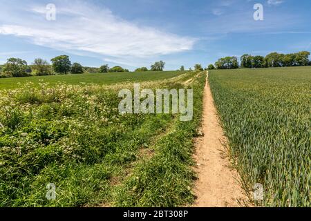 Der Monarch's Way Long Distance Path führt in der Nähe des Michelgrove Parks in der Nähe von Patching, im South Downs National Park, West Sussex, England, Großbritannien. Stockfoto