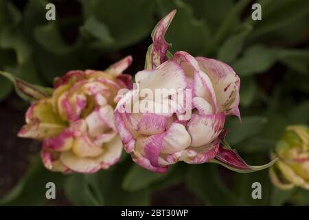 Doppelte Shirley Tulpe in einem Park in Albany New York. Stockfoto