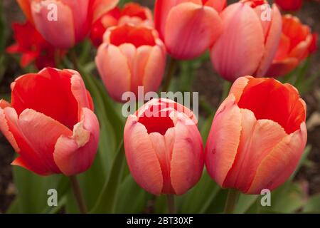 Darwin Impression Apricot Tulpen an einem bewölkten Tag im Frühling. Stockfoto