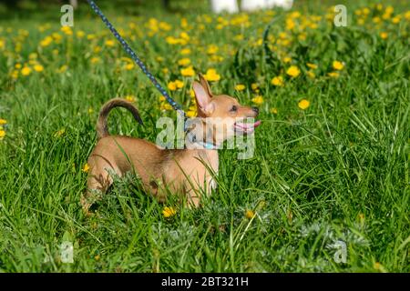 Welpe Chihuahua mit einer blauen Leine, die zwischen Löwenzahn steht. Mann geht mit einem Hund. Schöne lustige junge rot braune Chihuahua Hund. Hund im Gras Stockfoto