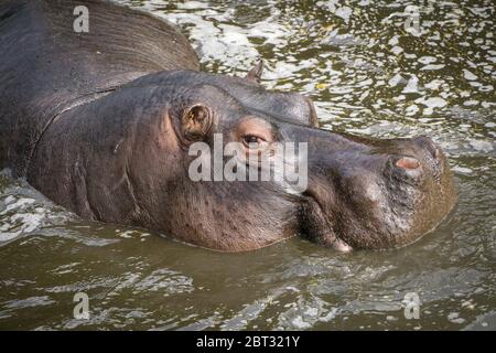 Nahaufnahme eines Nilpferd-Tieres (Hippopotamus amphibius), isoliert im Wasser schwimmend, West Midland (Midlands) Safari Park, Großbritannien. Frohes Nilpferd. Stockfoto