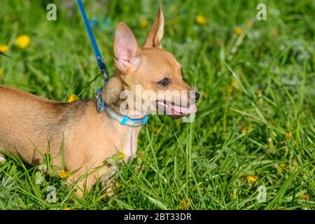 Welpe Chihuahua mit einer blauen Leine, die zwischen Löwenzahn steht. Mann geht mit einem Hund. Schöne lustige junge rot braune Chihuahua Hund. Hund im Gras Stockfoto