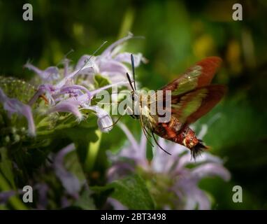 Ein Kolibri-Motte ernährt sich von einer lila Blume in einer üppigen Wiese Stockfoto