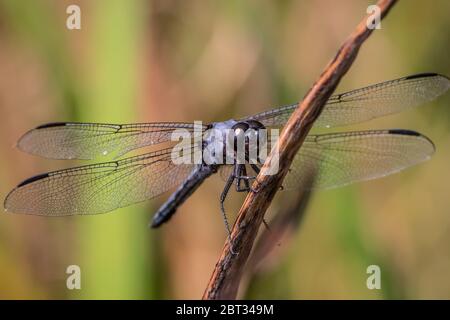 Eine Slaty Skimmer Libelle hält an einem schlanken Schilf am Scotts Run Lake Stockfoto