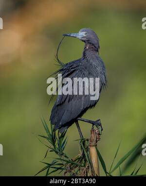 Little Blue Heron in Florida Stockfoto