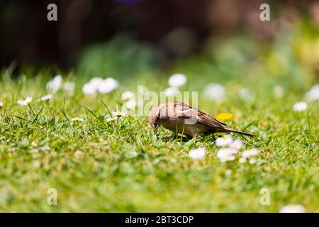 Gewöhnlicher Haussperling, Passer domesticus, auf dem Gras auf der Suche nach Ungeziefer. Stockfoto