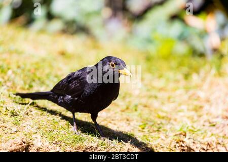 Schwarzvogel, Turdus Merula, auf dem Gras Stockfoto