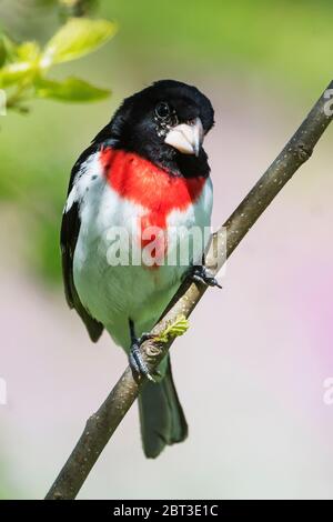 Rübenbrustschnabel während der singvogel-Wanderung im Frühjahr Stockfoto