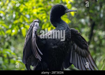 Porträt eines Kormorans in einem Baum, Indonesien Stockfoto