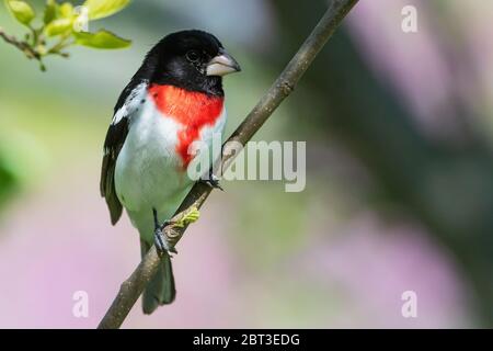 Rübenbrustschnabel während der singvogel-Wanderung im Frühjahr Stockfoto