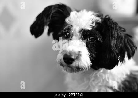 Chinesisches Haubenhund-Portrait auf schwarzem Hintergrund Stockfoto