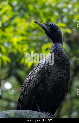 Porträt eines Kormorans auf einem Felsen, Indonesien Stockfoto