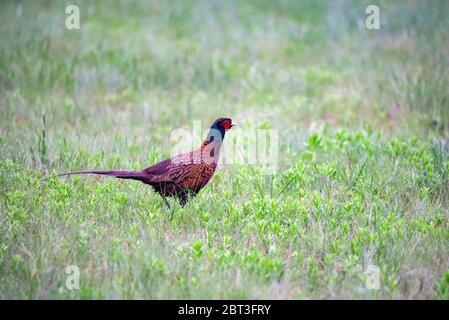 Schöne helle männliche Fasane oder Phasianus colchicus Spaziergänge im Gras Stockfoto