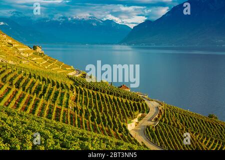 Lavaux, Schweiz: Genfersee und die Schweizer Alpen von Lavaux aus gesehen, die Weinbergtarraces im Kanton Waadt Stockfoto