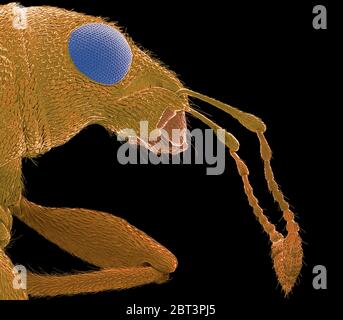 Weevil (Sitophilus sp.), farbiger Rasterelektronenmikrograph (SEM). Dieser Weevil ist eine große landwirtschaftliche Schädling. Es greift hauptsächlich gespeicherte Getreide und Früchte an und ernährt sich mit seiner oft länglichen Schnauze oder dem Straum von ihnen. Ein Befall von Ungezieferen ist in der Lage, ganze Portionen Nahrung zu zerstören. Vergrößerung: x50 bei Druck 10 Zentimeter breit. Stockfoto