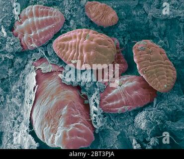 Kalkabinsekten. Farbige Rasterelektronenmikrograph (SEM) von Skaleninsekten (Superfamilie Coccoidea) auf einem Blatt. Dieser Schädling ernährt sich vom pflanzensaft. Es schützt eine pulverförmige Wachsbeschichtung vor Pestiziden und Raubtieren. Vergrößerung: x50 bei 10 Zentimeter Breite. Stockfoto