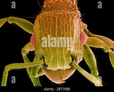 ANT-Kopf. Farbige Rasterelektronenmikrographie (SEM) des Kopfes einer Ameise (Familie Formicidae). Zeigt die großen zusammengesetzten Augen (rot) und Kiefer. Vergrößerung: x50 bei Druck 10 Zentimeter breit. Stockfoto