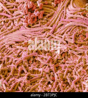 Bakterien aus einer Münze. Farbige Rasterelektronenmikrograph (SEM) von Bakterien, die von einer englischen 1-Pfund-Münze kultiviert wurden. Eine Studie, die eine zufällige Sel getestet Stockfoto