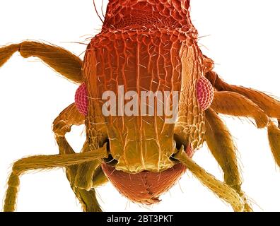 ANT-Kopf. Farbige Rasterelektronenmikrographie (SEM) des Kopfes einer Ameise (Familie Formicidae). Zeigt die großen zusammengesetzten Augen (rot) und Kiefer. Vergrößerung: x50 bei Druck 10 Zentimeter breit. Stockfoto