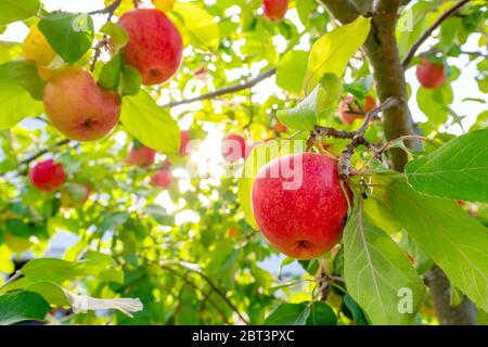 Rote Äpfel am apfelbaum Stockfoto