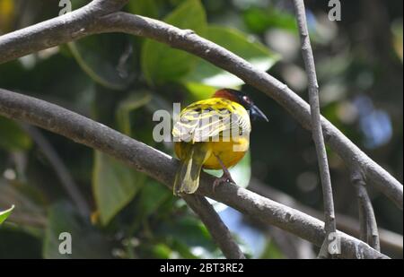 Tisserin Gendarme oder Dorfweber (Ploceus cuccullatus) in einem städtischen Garten in Dakar, Senegal Stockfoto