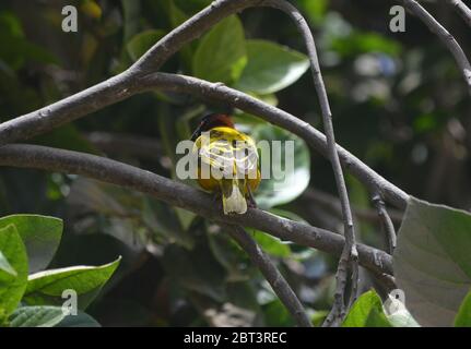 Tisserin Gendarme oder Dorfweber (Ploceus cuccullatus) in einem städtischen Garten in Dakar, Senegal Stockfoto