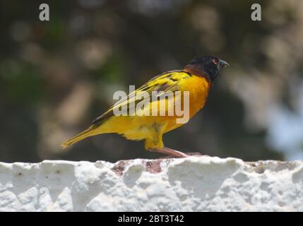 Tisserin Gendarme oder Dorfweber (Ploceus cuccullatus) in einem städtischen Garten in Dakar, Senegal Stockfoto