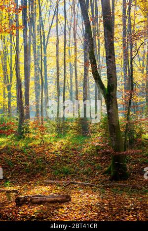 Fluss am Herbstsonntag. Wunderschöne Landschaft. Wald in Herbstfarben. Moosige Felsen am Ufer. Frisches und sauberes Wasserkonzept Stockfoto