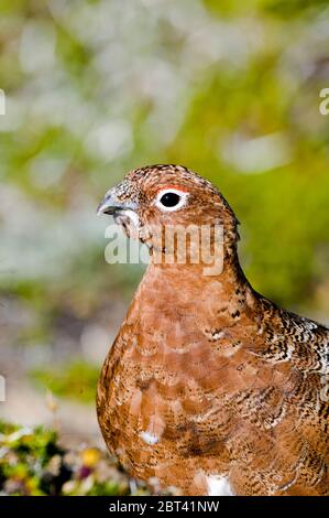 Männlicher Weidenptarmigan im Becharof National Wildlife Refuge, Alaska Stockfoto