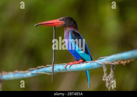 Javanerfisch mit Beute am Kabel, Indonesien Stockfoto