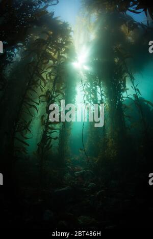 Ein üppiger Wald von Giant Kelp, Macrocystis pyrifera, wächst in den kalten östlichen Pazifik Gewässer, die entlang der vielfältigen kalifornischen Küste fließen. Stockfoto