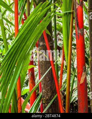 Ein rotes Versiegelungswachs Palmendetail, Puna, Hawaii, TheBigIsland, USA Stockfoto