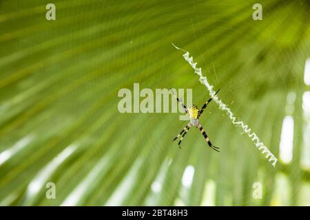 Eine hawaiianische Gartenspinne in einer Palme auf ihrem Netz. Stockfoto