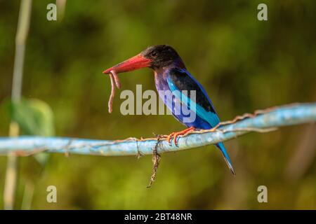 Javanerfisch mit Beute am Kabel, Indonesien Stockfoto