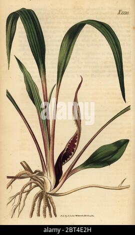 Cryptocoryne spiralis (Arum Spirale). Papierkörbe Kupferstich von Samuel Curtis Botanical Magazine, London, 1822. Stockfoto