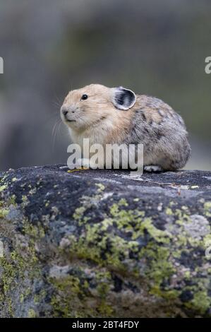 Pika (Ochotona princeps) auf dem Felsen in der Frank Kirche - Fluss der No Return Wilderness ID Stockfoto