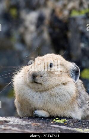 Pika (Ochotona princeps) auf dem Felsen in der Frank Kirche - Fluss der No Return Wilderness ID Stockfoto