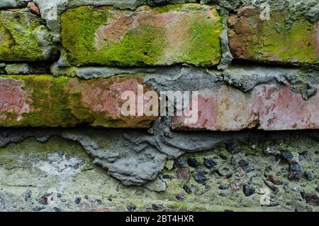 Alte Ziegelmauer mit Flechten und Moos Stockfoto